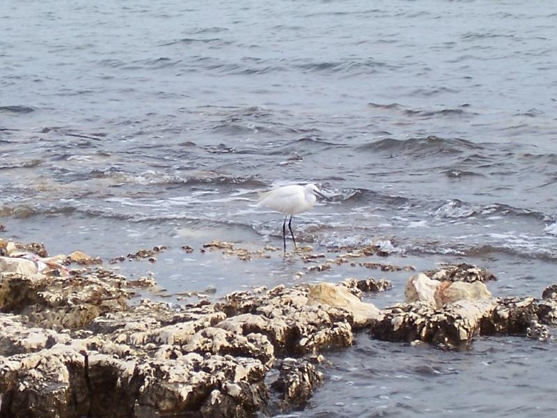 Image of Little Egret