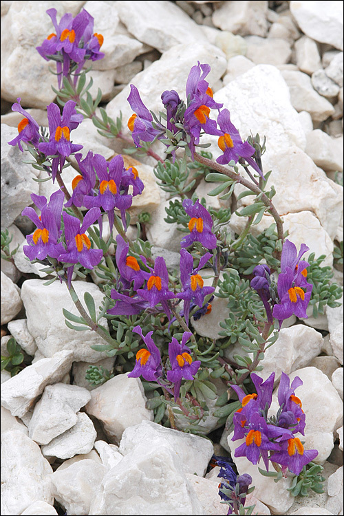 Image of Alpine toadflax