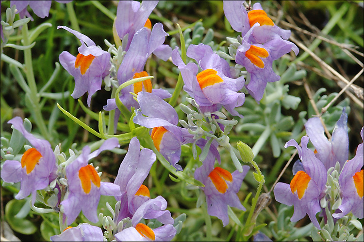 Image of Alpine toadflax