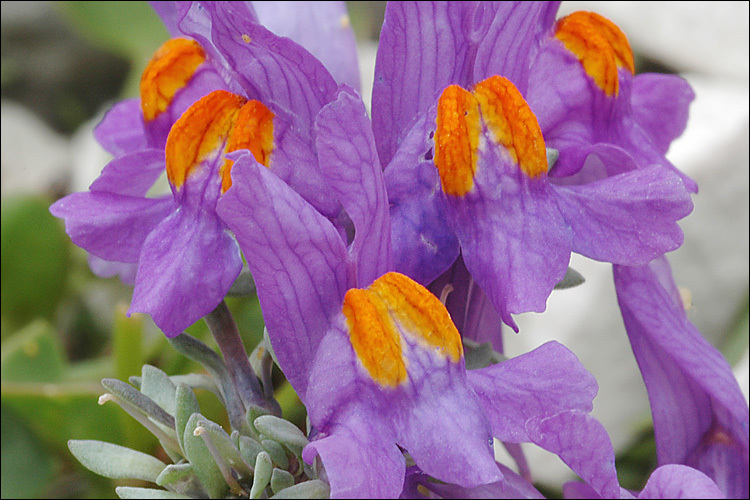 Image of Alpine toadflax