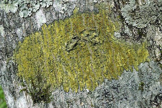 Image of orange lichen