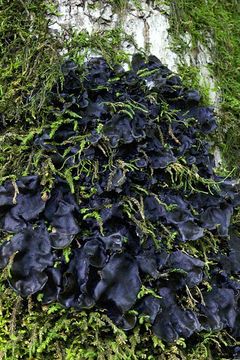 Image of jelly lichen