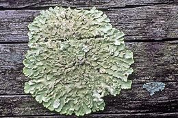 Image of Common greenshield lichen