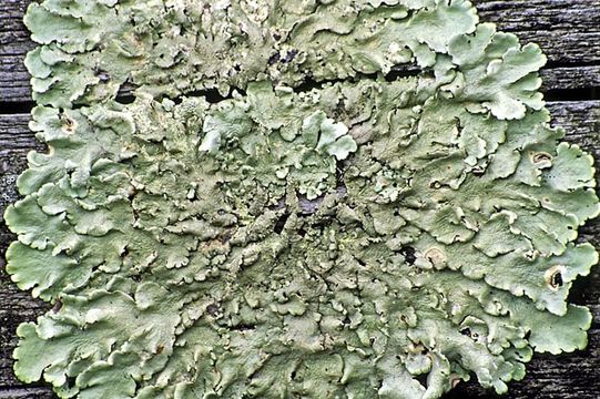 Image of Common greenshield lichen