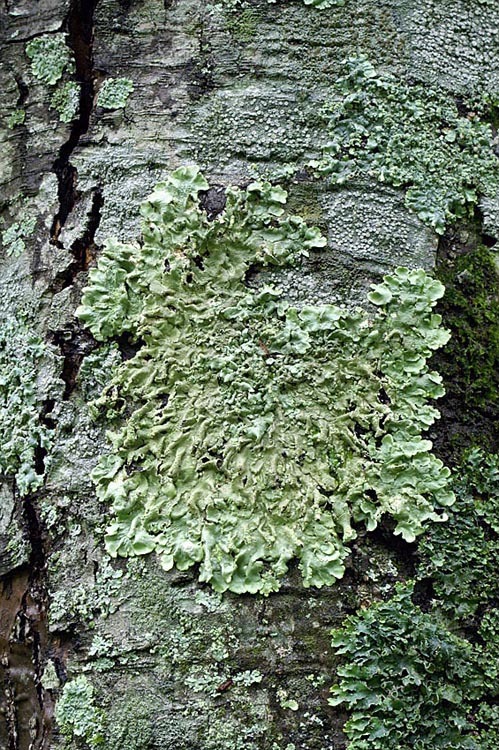 Image of Common greenshield lichen