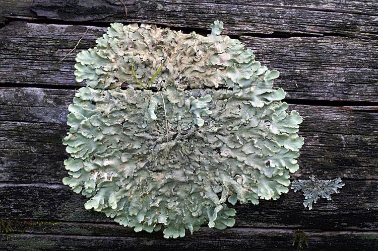 Image of Common greenshield lichen