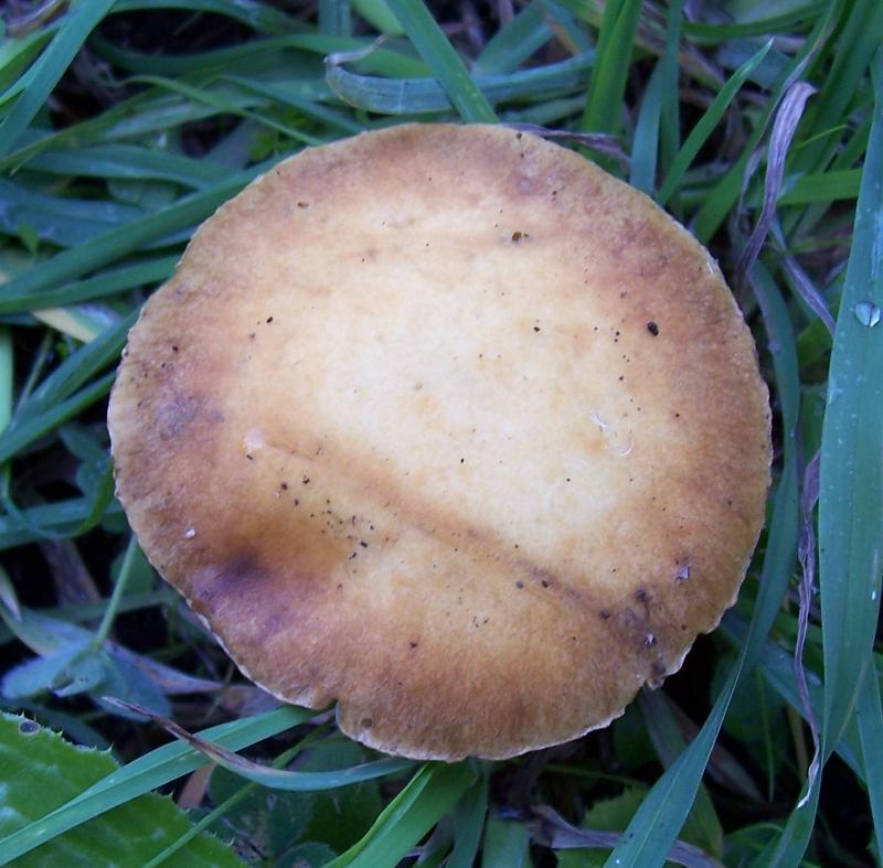 Image of <i>Stropharia coronilla</i>