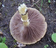 Image of <i>Stropharia coronilla</i>