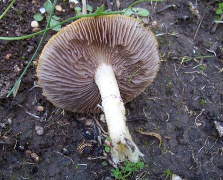 Image of <i>Stropharia coronilla</i>