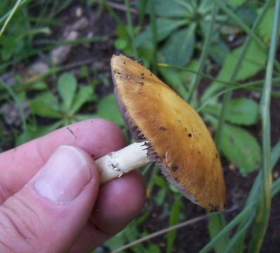 Image of <i>Stropharia coronilla</i>