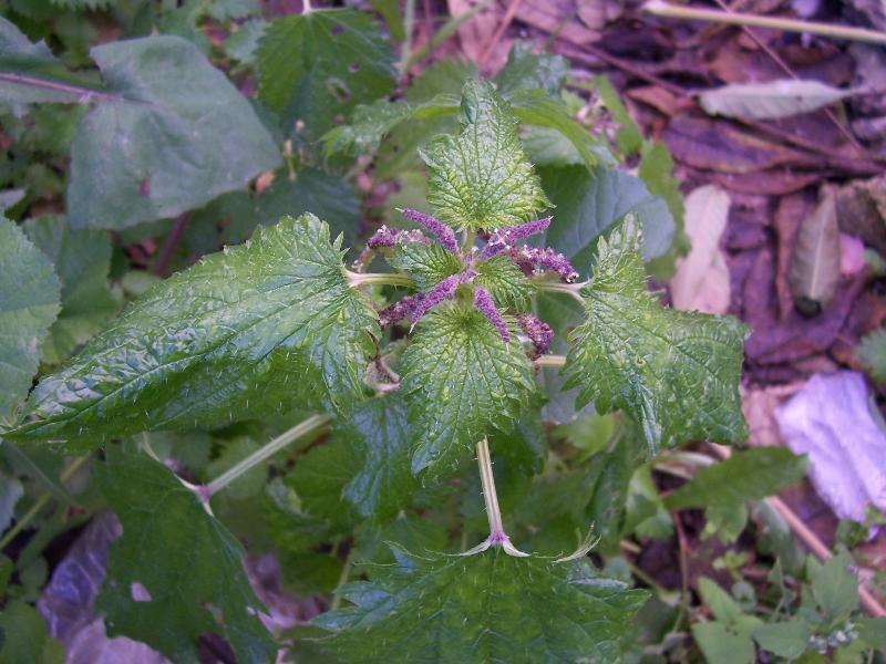 Urtica membranacea Poir.的圖片