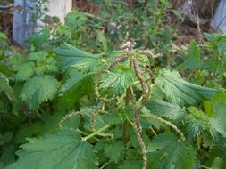 Urtica membranacea Poir.的圖片