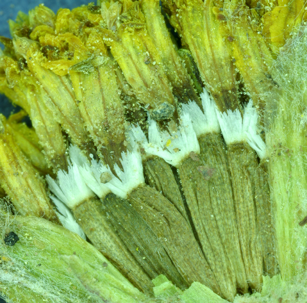 Image of common woolly sunflower