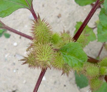 Imagem de Xanthium strumarium L.