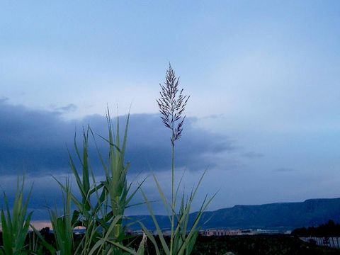 Image of Giant Reed