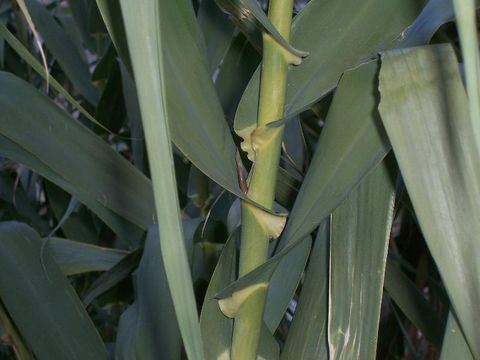 Image of Giant Reed