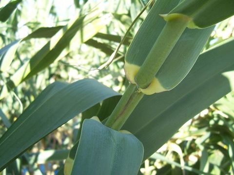 Image of Giant Reed