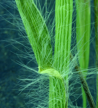 Image de Danthonia unispicata (Thurb.) Munro ex Macoun