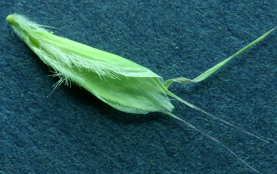 Image de Danthonia unispicata (Thurb.) Munro ex Macoun