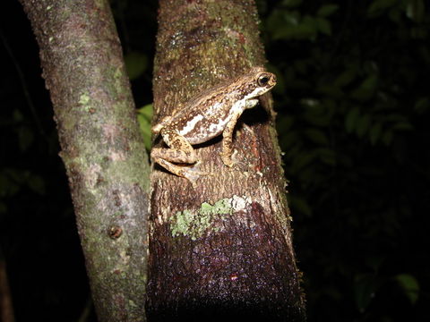 Image of Malabar Tree Toad