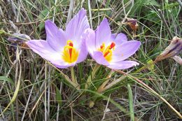 Crocus thomasii Ten. resmi