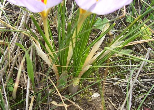 Crocus thomasii Ten. resmi