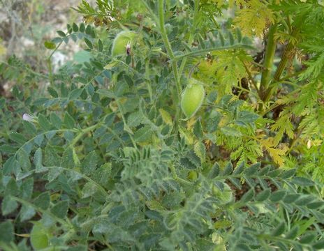 Image of chick pea