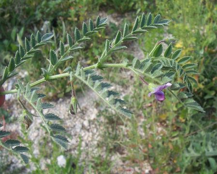 Image of chick pea