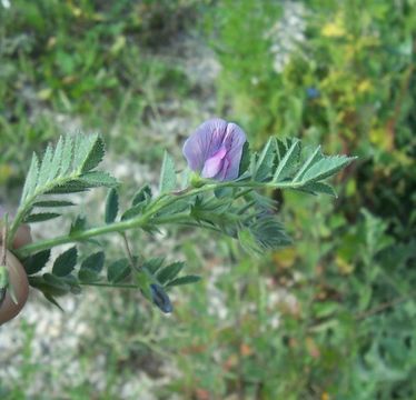 Image of chick pea