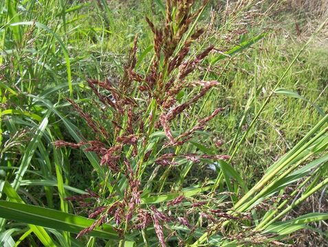 Image of Johnson grass