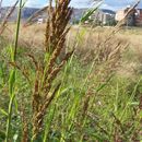 Image of great millet, johnson grass