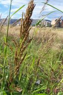 Plancia ëd Sorghum halepense (L.) Pers.