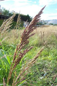 Sorghum halepense (L.) Pers. resmi