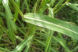 Image of Johnson grass