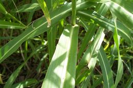 Image of Johnson grass