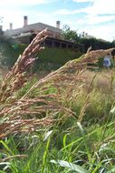 Image of Johnson grass