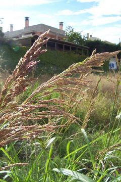 Image of Johnson grass