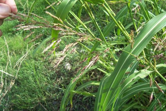 Image of Johnson grass