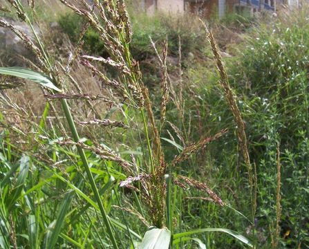 Image of Johnson grass