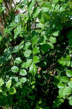 Image of Cape honeysuckle