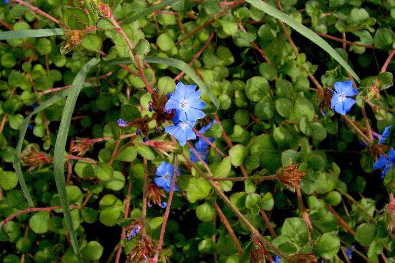 Image of blue leadwood