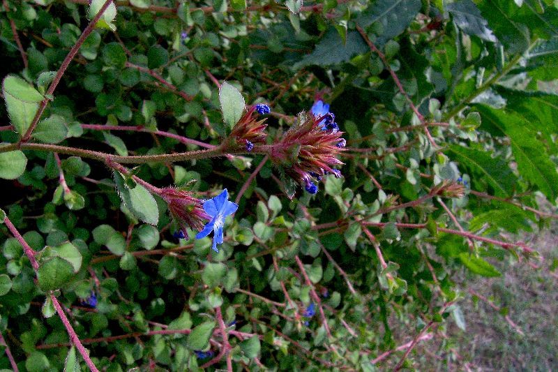 Image of blue leadwood