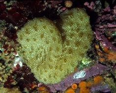 Image of Yellow encrusting ascidian