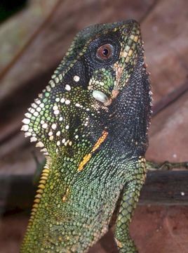 Image of Smooth Helmeted Iguana