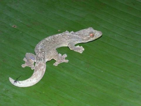 Image of Turnip-tailed gecko