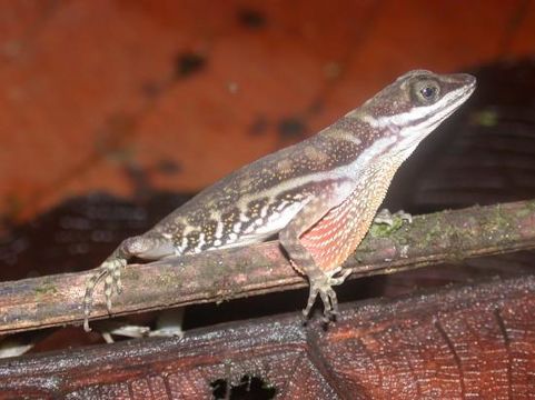 Anolis aquaticus Taylor 1956 resmi