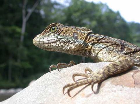 Image of Common Basilisk