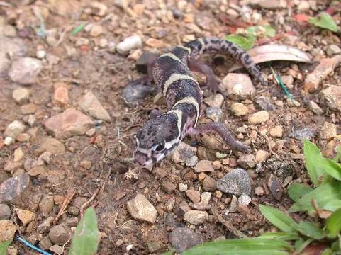 Image of Central American Banded Gecko