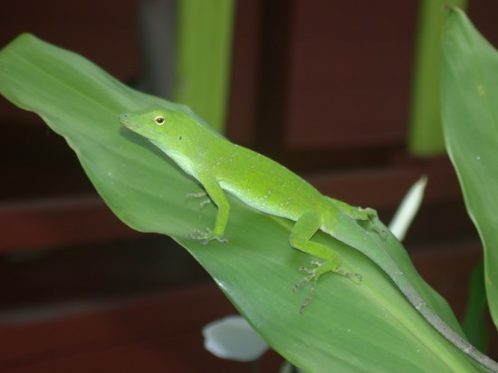 Anolis biporcatus (Wiegmann 1834)的圖片