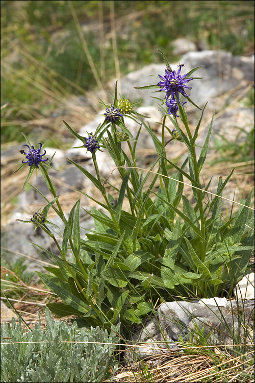 Image of Horned rampion